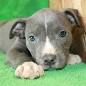 Meet your Posher, Tomasina